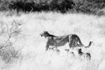 Into the Wild A mamma Cheetah with three cubs search for prey As the fastest land animal it can reach speeds of up to mph Photo taken in the Okavango Delta 