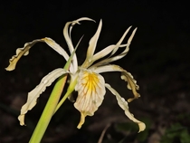 Iris chrysophylla SW OR 