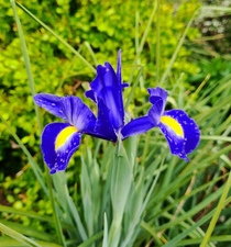 Iris hollandica Blue Magic 