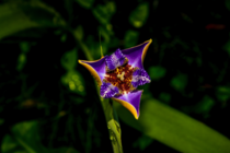 Iris mid-bloom 