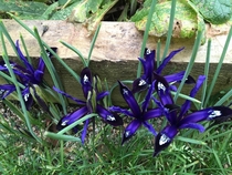 Iris reticulata flowering 