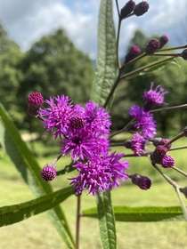 Ironweed Vernonia fasciculata - my absolute favorite so much so that its tattooed on the back of my head 