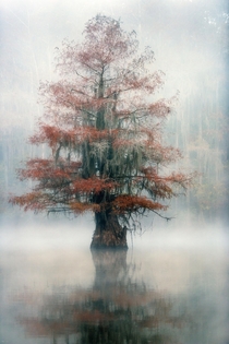 Is it too early to bring out the Christmas Tree Caddo Lake Texas 