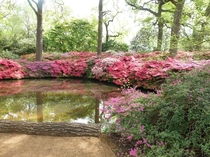 Isabella Plantation at Richmond Park Surrey England 