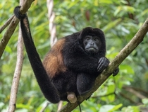 It was actually nuts hanging out with this howler monkey while hiking through the rainforest in Arenal Costa Rica 