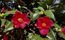 Its Camellia Time at Descanso Gardens 