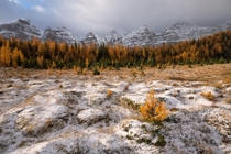 Its golden larch season in the Canadian Rockies 