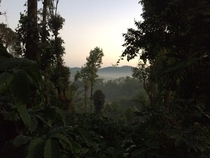 Its rather easy to miss the distinction between the coffee plantations and the forest Coorg India  OC