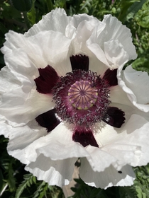 Its taken  years but my Papaver orientale Royal Wedding has finally flowered They are HUGGEEE and GORGEOUS and there are  more flower buds 