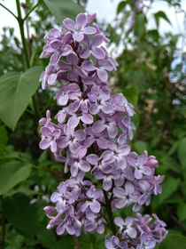 Its that time of the year again when the lilac blooms Syringa vulgaris 