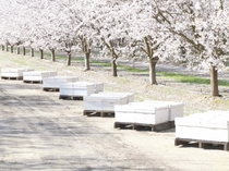 Its That Time Of Year In CA Bee Boxes Put Out For Almond Pollination 