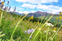 Its wildflower season in Crested Butte Colorado 
