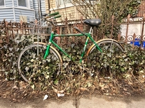 Ivy growing through the wheels of a bike