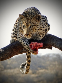 Jaguar eating on a tree branch 