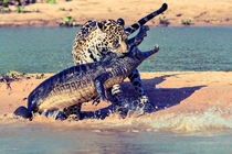 Jaguar vs Crocodile Picture by Justin Black 
