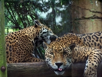 Jaguars Panthera onca 