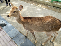 Japan - Fallow deer roaming free in Nara Park