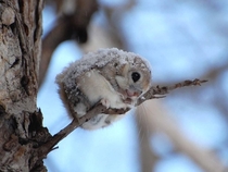 Japanese Dwarf Flying Squirrel Pteromys momonga 