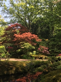 Japanese Garden Den Haag x 
