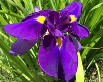 Japanese Iris - Iris ensata 