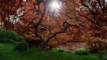 Japanese Maple  Ode to Autumn x