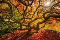 Japanese Maple Tree- Portland Oregon  Photo by Protik Hossain