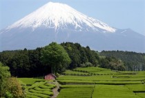 Japanese tea fields near Mt Fuji 