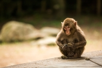 Japense Macaque playing with rocks in Beppu Japan 