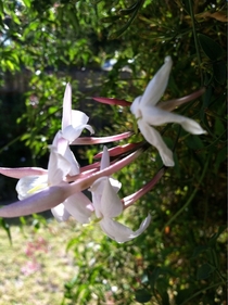 Jasmine bloomed early in SoCal best scent ever  x 