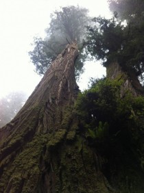 Jedediah Smith Redwoods State Park CA 
