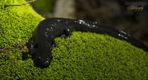Jefferson salamander Ambystoma jeffersonianum near a vernal pond in Indiana USA  x