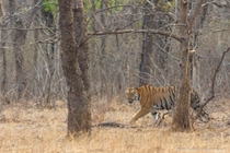 Jharni female - Kolara Tadaoba Andhari Tiger Reserve Maharashtra India 