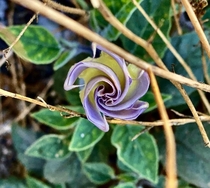 Jimson Weed Datura stramonium flower preparing to unspiral 