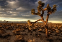 Joshua Tree at Sunset Mojave Desert California 