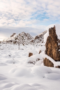 Joshua Tree National Park CA covered in over a foot of snow 
