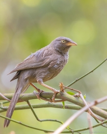 Jungle babbler Argya striata is a noisy bird and the presence of a flock may generally be known at some distance by the harsh mewing calls continual chattering squeaking and chirping produced by its members Pench Madhya Pradesh India 