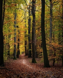 Just a soothing autumn photo from yesterdays walk Poland 