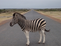 Just a Zebra in the Road 