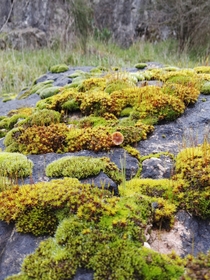 Just Some moss in Australia near Orange 