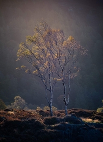 Just two trees in the Lake District UK 