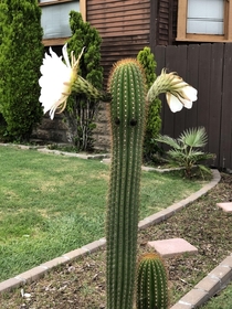Just your friendly neighborhood cactus saying hello 