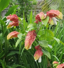 Justicia brandegeeana aka shrimp plant Love this in my garden It is nearly always in bloom