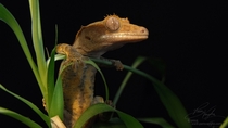 Juvenile Crested Gecko - Correlophus ciliatus aka Rodney McKay 