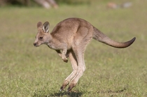 Juvenile Eastern Grey Kangaroo inflight  