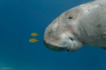 Juvenile golden trevallies riding the pressure waves created by a dugongs nose in the Red Sea 
