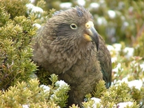 Juvenile Male Kea Nestor notabilis New Zealand 