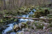 Kamnika Bistrica river in Slovenia  IG aleksandar_hajdukovic