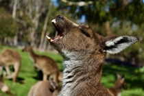 Kangaroo baring its teeth
