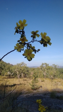 Kapok bush Cochlospermum fraseri Kakadu national park Darwin Northern Territory Australia OC