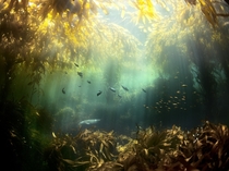Kelp Forest by Cameron D Smith 